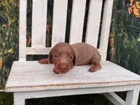 Bluey, a female Miniature Dachshund for sale in Russellville, AR – 1 of 3