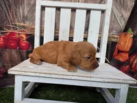 Liam, a male Miniature Dachshund for sale in Russellville, AR – 6 of 6