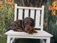 Alphie, a male Miniature Dachshund for sale in Russellville, AR – 4 of 7