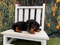 Daisy, a female Miniature Dachshund for sale in Harrisonville, MO – 3 of 4