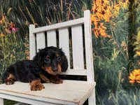 Greta, a female Miniature Dachshund for sale in Harrisonville, MO – 3 of 5