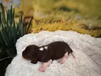 Hazel, a female Miniature Dachshund for sale in Kansas City, MO – Photo 5 of 6