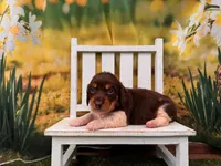 Hank, a male Miniature Dachshund for sale in Little Rock, AR – 3 of 7