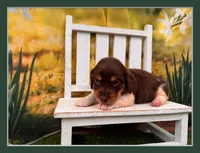 Hank, a male Miniature Dachshund for sale in Little Rock, AR – 1 of 7