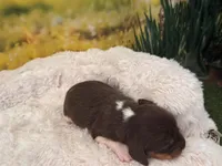 Hazel, a female Miniature Dachshund for sale in Kansas City, MO – Photo 3 of 6