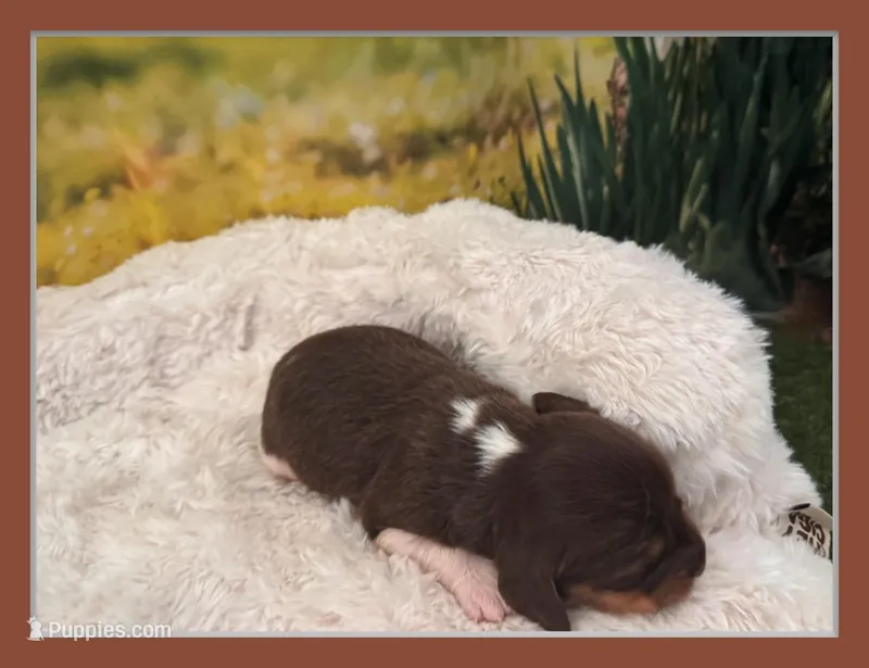Hazel – Miniature Dachshund puppy for sale in Kansas City, MO