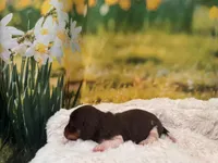 Hazel, a female Miniature Dachshund for sale in Kansas City, MO – Photo 4 of 6