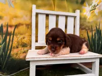 Hank, a male Miniature Dachshund for sale in Little Rock, AR – 4 of 7