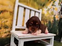 Hank, a male Miniature Dachshund for sale in Little Rock, AR – 5 of 7