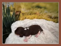 Hazel, a female Miniature Dachshund for sale in Kansas City, MO – Photo 2 of 6