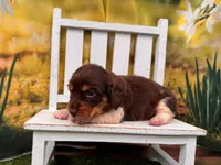 Hank, a male Miniature Dachshund for sale in Little Rock, AR – 7 of 7