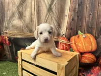 Stella, a female Miniature Dachshund for sale in Russellville, AR – 3 of 3