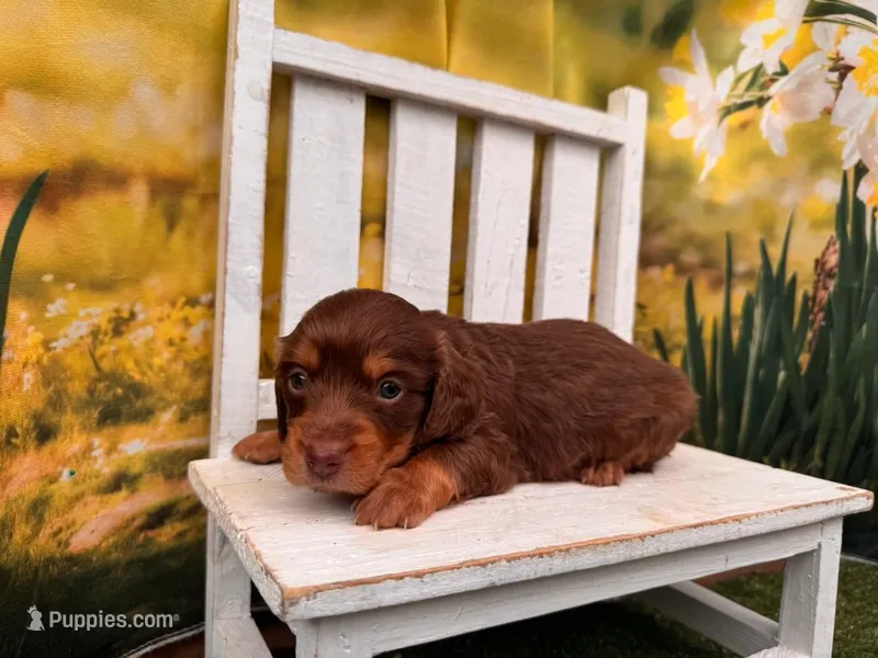 Boss – Miniature Dachshund puppy for sale in Kansas City, MO