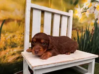 Boss, a male Miniature Dachshund for sale in Harrisonville, MO – 1 of 2