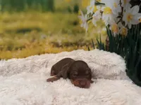 Boss, a male Miniature Dachshund for sale in Kansas City, MO – Photo 3 of 4