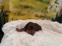 Boss, a male Miniature Dachshund for sale in Kansas City, MO – Photo 4 of 4