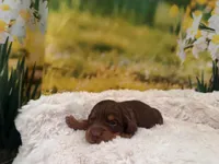 Boss, a male Miniature Dachshund for sale in Kansas City, MO – Photo 2 of 4