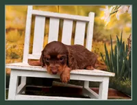 Boss, a male Miniature Dachshund for sale in Harrisonville, MO – 2 of 2
