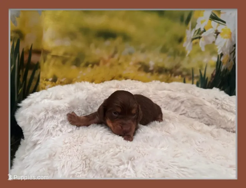 Boss – Miniature Dachshund puppy for sale in Kansas City, MO