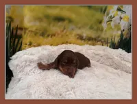 Boss, a male Miniature Dachshund for sale in Kansas City, MO – Photo 1 of 4