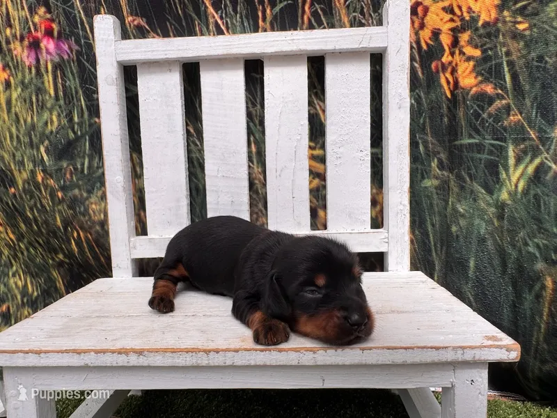 Grace – Miniature Dachshund puppy for sale in Russellville, AR