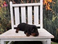 Grace, a female Miniature Dachshund for sale in Russellville, AR – 1 of 2