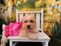 Can del. to KC or Springfield Mo June 5 Belle, a female Maltipoo for sale in Kansas City, KS – 3 of 3