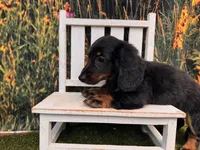 Hank, a male Miniature Dachshund for sale in Saint Petersburg, FL – 4 of 6