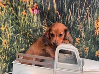 Barney Includes delivery to Tampa, a male Miniature Dachshund for sale in Saint Petersburg, FL – 3 of 5