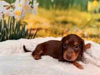 Boss, a male Miniature Dachshund for sale in Bella Vista, AR – 2 of 4