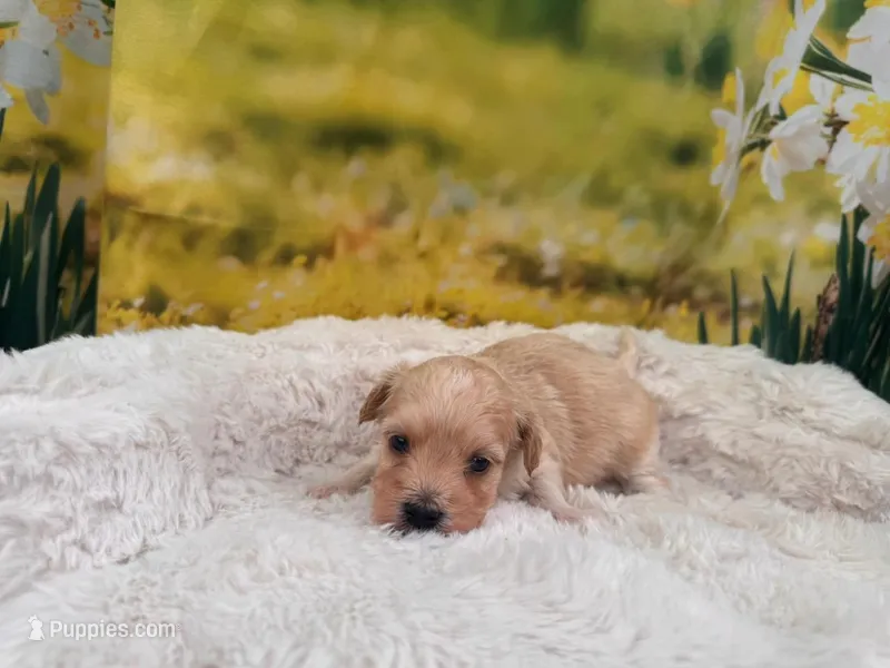 Missy – Maltipoo puppy for sale in Bella Vista, AR