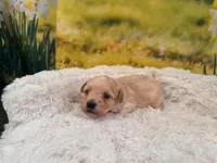 Missy, a female Maltipoo for sale in Bella Vista, AR – Photo 5 of 6