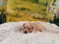 Missy, a female Maltipoo for sale in Bella Vista, AR – Photo 4 of 6