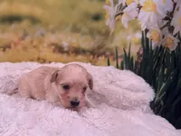 Missy, a female Maltipoo for sale in Bella Vista, AR – Photo 6 of 6