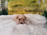 Missy, a female Maltipoo for sale in Bella Vista, AR – Photo 2 of 6