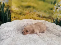 Missy, a female Maltipoo for sale in Bella Vista, AR – Photo 3 of 6