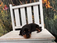 Daisy, a female Miniature Dachshund for sale in Russellville, AR – 2 of 5