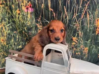 Barney Includes delivery to Tampa, a male Miniature Dachshund for sale in Saint Petersburg, FL – 4 of 5