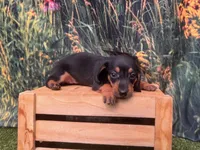Luna, a female Miniature Dachshund for sale in New York, NY – 3 of 3