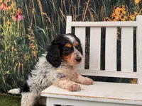 Frankie, a female Miniature Dachshund for sale in Bella Vista, AR – 3 of 3