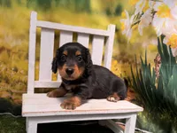 Milo, a male Miniature Dachshund for sale in Kansas City, KS – 2 of 3