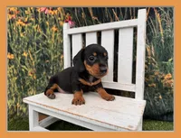Daisy, a female Miniature Dachshund for sale in Harrisonville, MO – 1 of 4