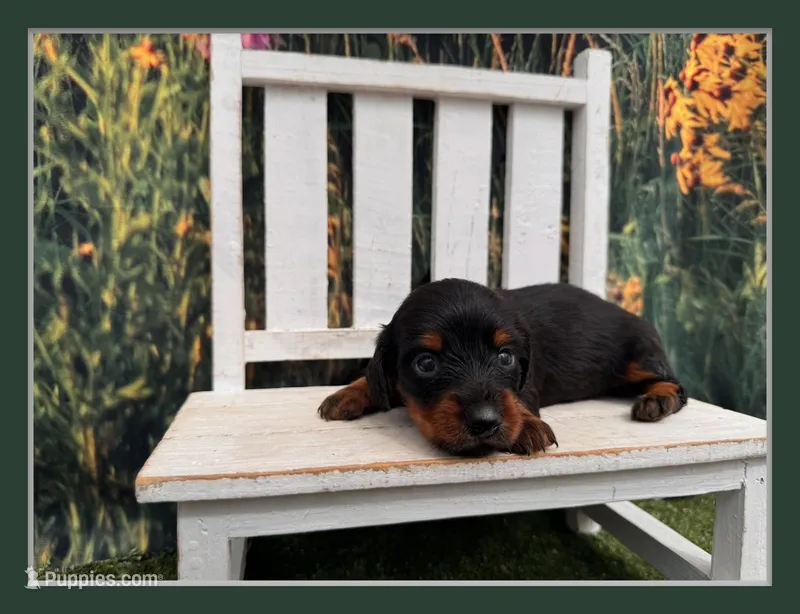 Grace – Miniature Dachshund puppy for sale in Russellville, AR