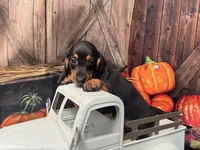 Luna including pet nanny to NYC Oct 1st, a female Miniature Dachshund for sale in New York, NY – 3 of 6
