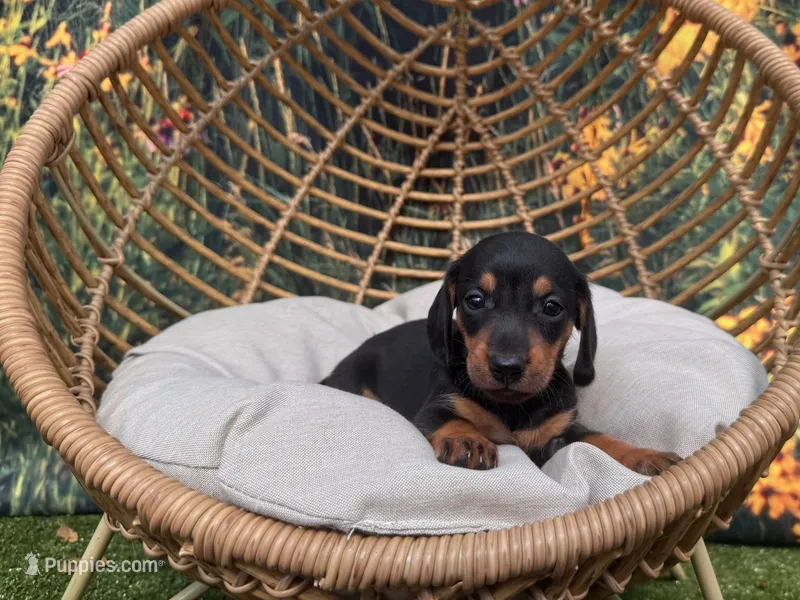 Molly – Miniature Dachshund puppy for sale in New York, NY
