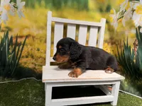 Milo, a male Miniature Dachshund for sale in Kansas City, KS – 3 of 3