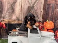 Luna including pet nanny to NYC Oct 1st, a female Miniature Dachshund for sale in New York, NY – 6 of 6