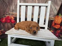 Liam, a male Miniature Dachshund for sale in Russellville, AR – 3 of 6