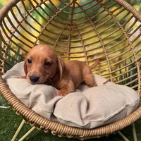 Coming to KC March 15, a male Dachshund and Miniature Dachshund for sale in Kansas City, KS – Photo 4 of 6