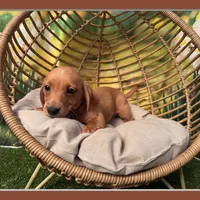 Coming to KC March 15, a male Dachshund and Miniature Dachshund for sale in Kansas City, KS – Photo 2 of 6